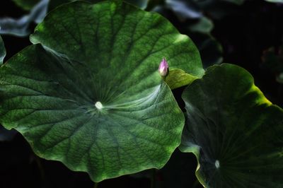 Close-up of green leaf on plant