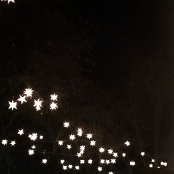 Illuminated trees at night