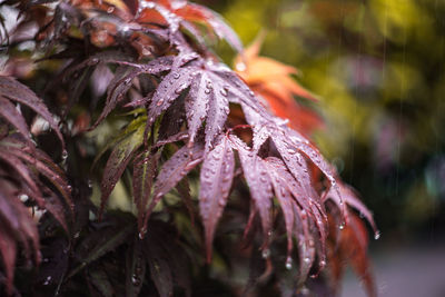 Close-up of leaves on twig