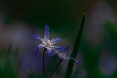 Close-up of purple flowering plant