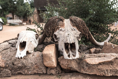 Close-up of animal skull