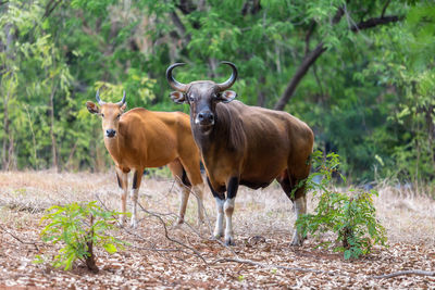  wild bull standing in a field