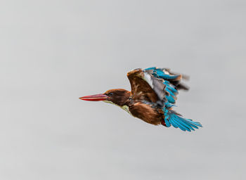White throated kingfisher after the bath 