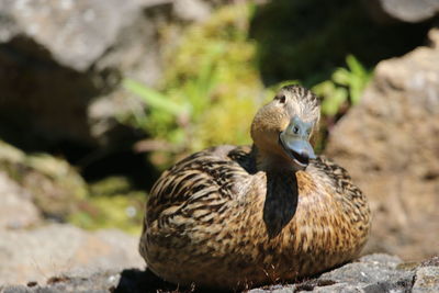 Close-up of duck on rock