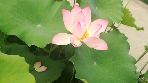 Close-up of pink lotus water lily in lake