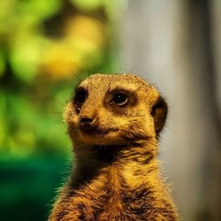 Close-up portrait of an animal