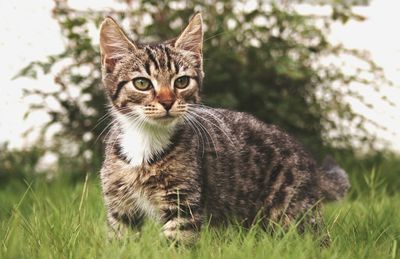 Close-up portrait of cat