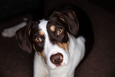 Close-up portrait of dog