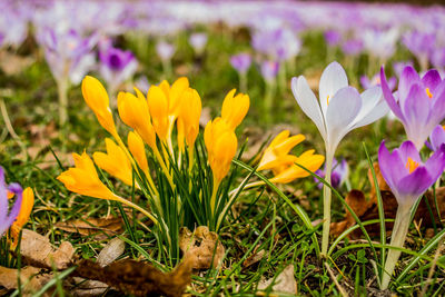 Close-up of yellow crocus flowers on field