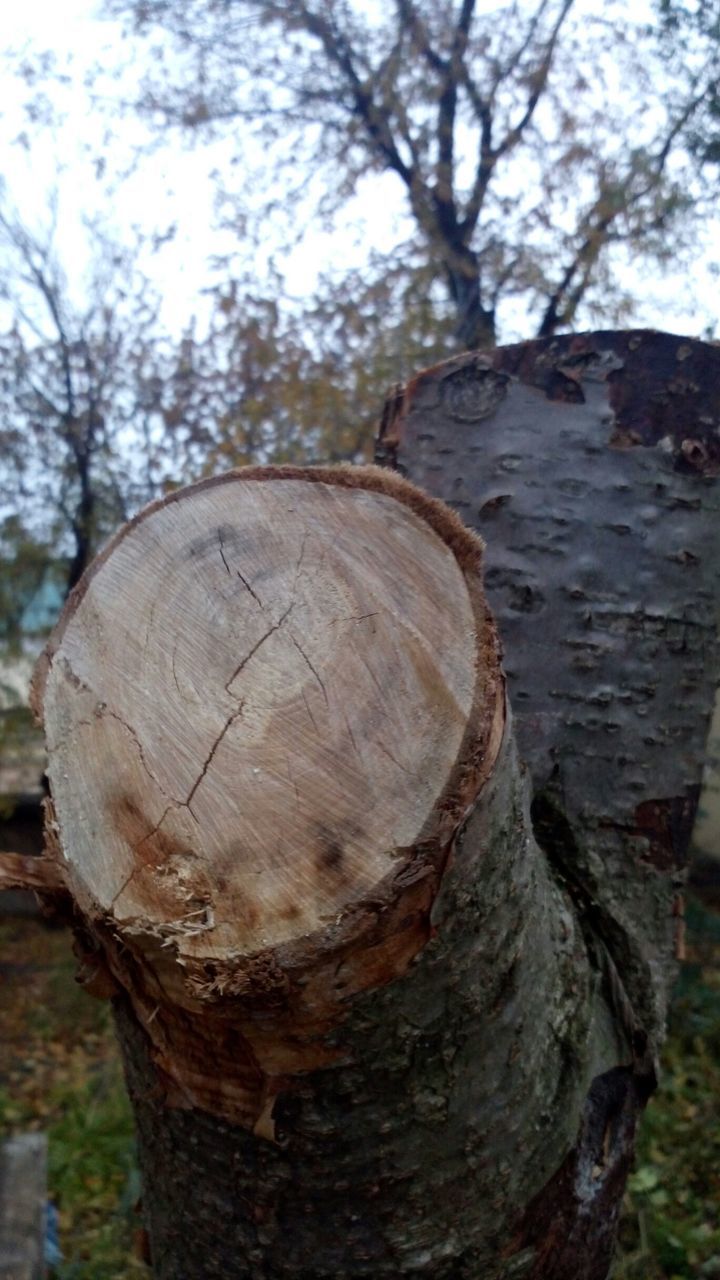 tree, tree trunk, textured, nature, wood - material, tranquility, sky, focus on foreground, branch, close-up, rock - object, outdoors, low angle view, day, no people, log, rough, weathered, tranquil scene, bare tree