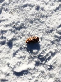 High angle view of crab in snow