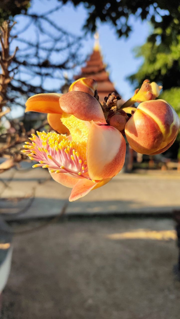 CLOSE-UP OF ORANGE ROSE