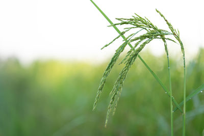 Close-up of wet crops growing on field