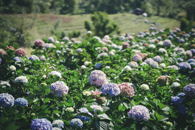 Close-up of flowering plants on field