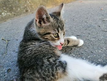 Close-up of a cat looking away