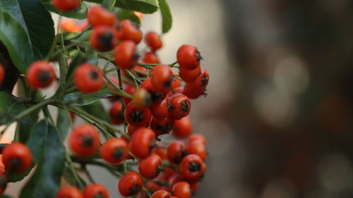 Close-up of red berries growing on tree