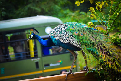 Close-up of parrot perching on tree