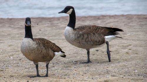 Geese on a lake