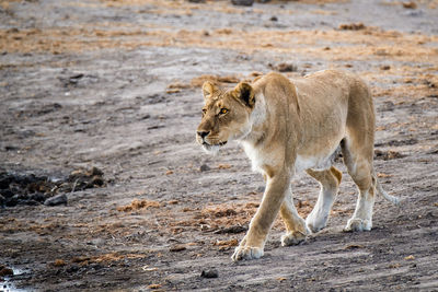 Full length of a cat walking