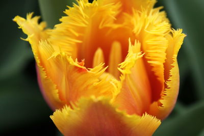 Close-up of yellow flowering plant