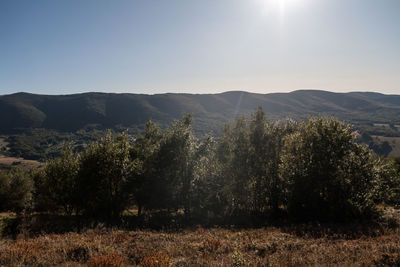 Scenic view of field against clear sky