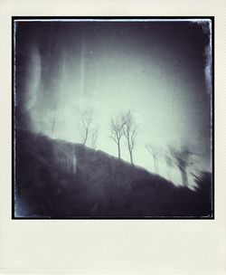 tree