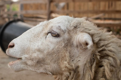 Grazing sheep