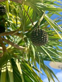 Low angle view of palm tree