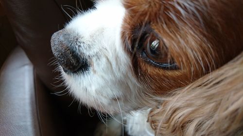 Close-up of dog at home