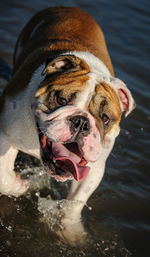 High angle portrait of english bulldog standing in sea