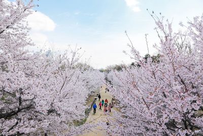 Group of people on cherry blossom against sky