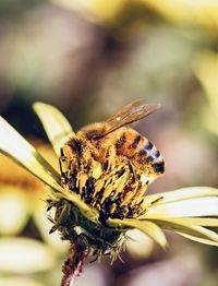 Close-up of butterfly pollinating on flower