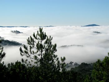 Clouds and trees against clear sky on sunny day