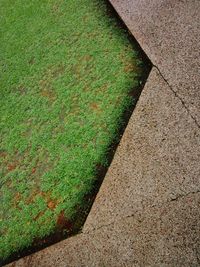 High angle view of grass on field