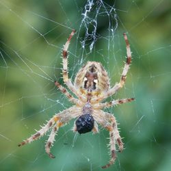 Close-up of spider web