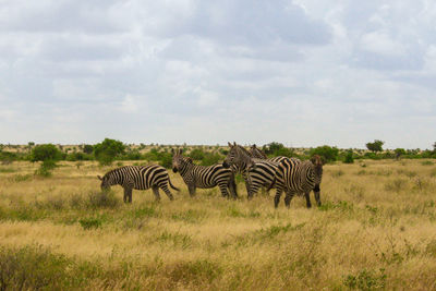 Zebras on a field