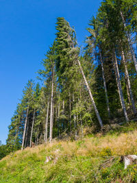 Low angle view of pine trees against sky