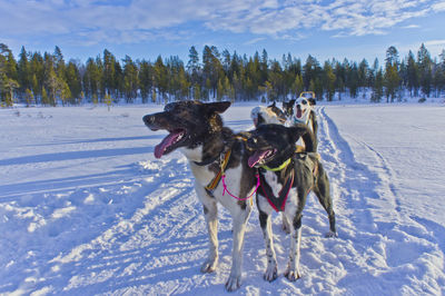 Dog on snow field against sky