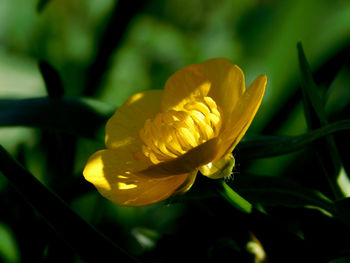 Close-up of yellow flowering plant