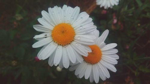 Close-up of daisy flower