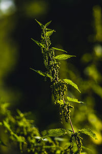 Close-up of flowering plant