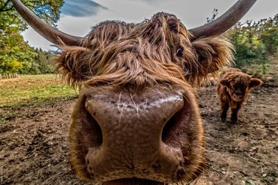 Lion standing in a field