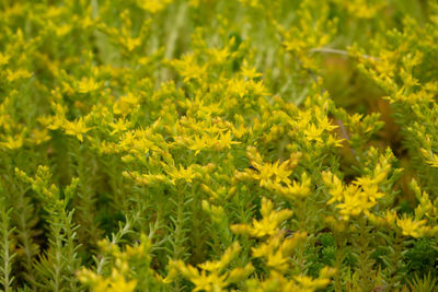 Full frame shot of yellow plants