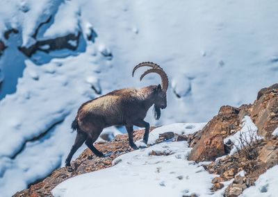 Ibex standing on rock covered with snow
