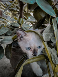 Portrait of a cat looking away