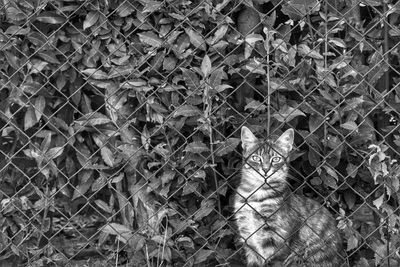 Portrait of cat by fence