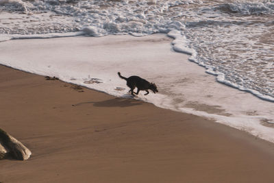 Dog running on beach