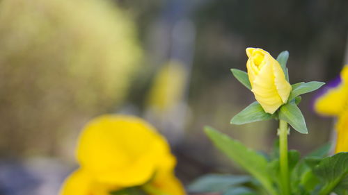 Close-up of yellow flowering plant
