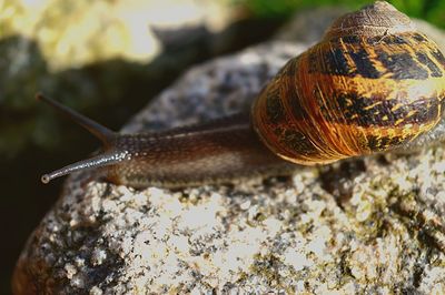 Close-up of snail