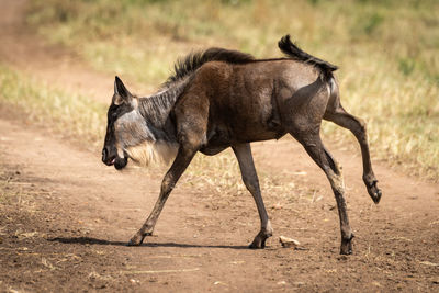 Wildebeest standing on dirt road